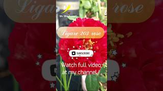Review Ligare 230 rose #rose #short