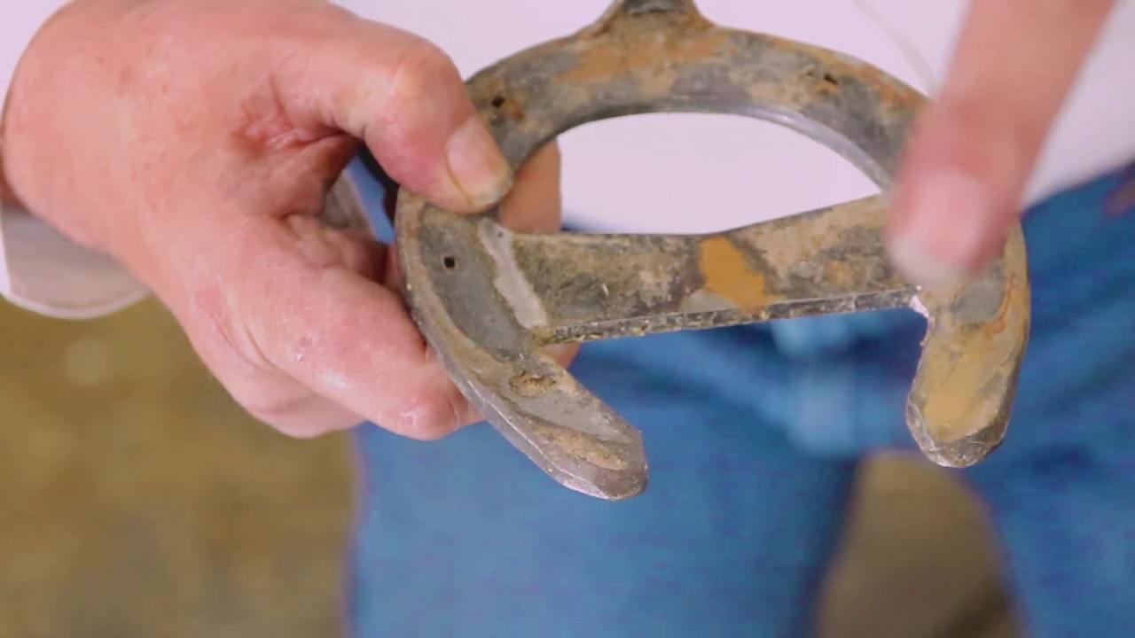 Why do horse's lose shoes?Interesting! YouTube