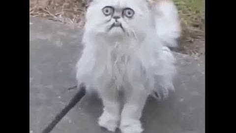 When you finally get a car in Dayz