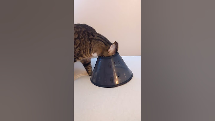 How to put an E-collar on your cat