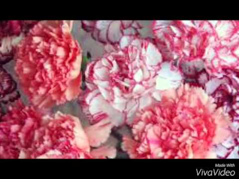 ფარნაოზ კვარაცხელია (ხსოვნა)