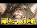 【もう二度と！病院に連れてくな！→それは無理なんだｗ】ツッコミどころ満載な猫のおもしろ動画100連発！（しゃべる、子猫、かわいい）