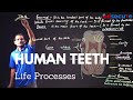 Human teeth structure Life Processes- Lect-4 Part-1Teeth &Pharynx X NTSE
