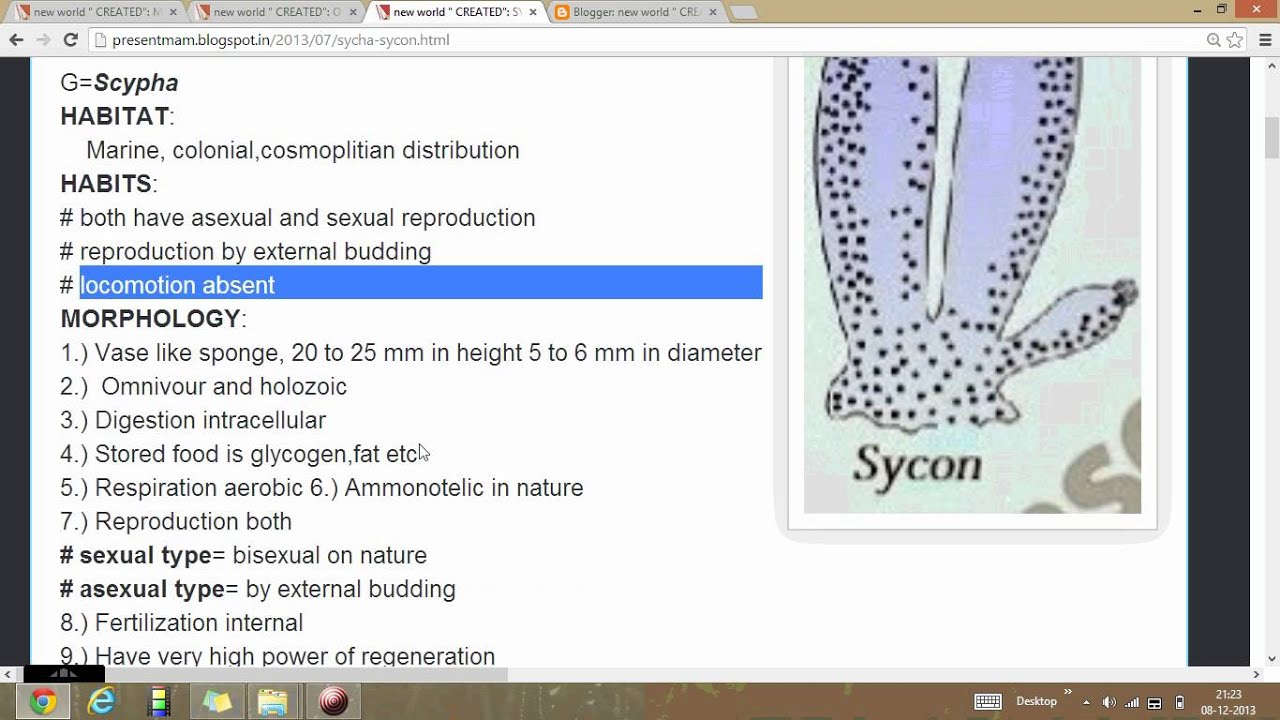 Sycon introduction in presentmam by pnkj