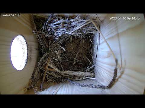 #Скворец 108 март 2026 года. г. Калуга