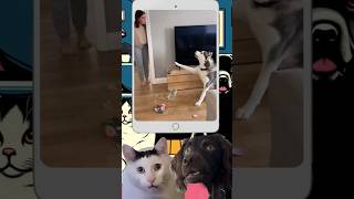 Bro said, wait let me explain 😭😂 | Huh?! #funnyshorts #funnypets Net Worth