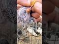 Pigeon Pox Treatment – Careful Vet Procedure
