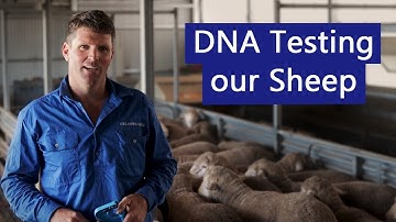 Optimising sheep genetics using DNA Testing
