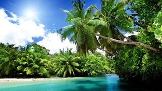 Tropical Bossa Nova for Relaxation ~ Best Playlish Bossa Nova Jazz for Work, Study and Relaxation @CoffeeShopAmbienceJazz