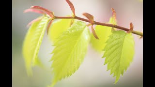 Stem and Leaf Tables - - - - MTH-4151