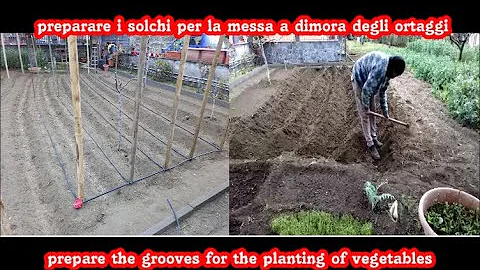 Come si fanno i solchi per i pomodori?