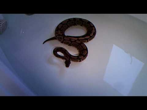 Ball Python Swimming - YouTube