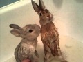 кролики моются