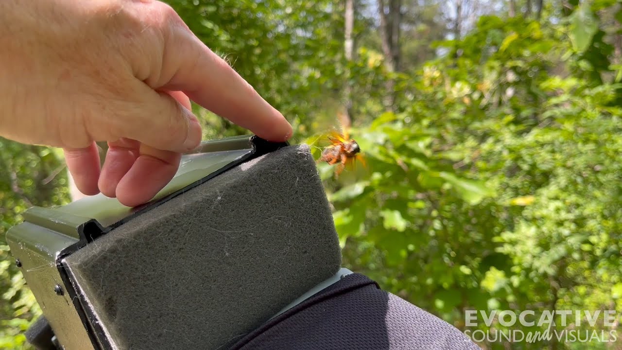 The Sweeping Sound of Brood XIV Periodical Cicadas