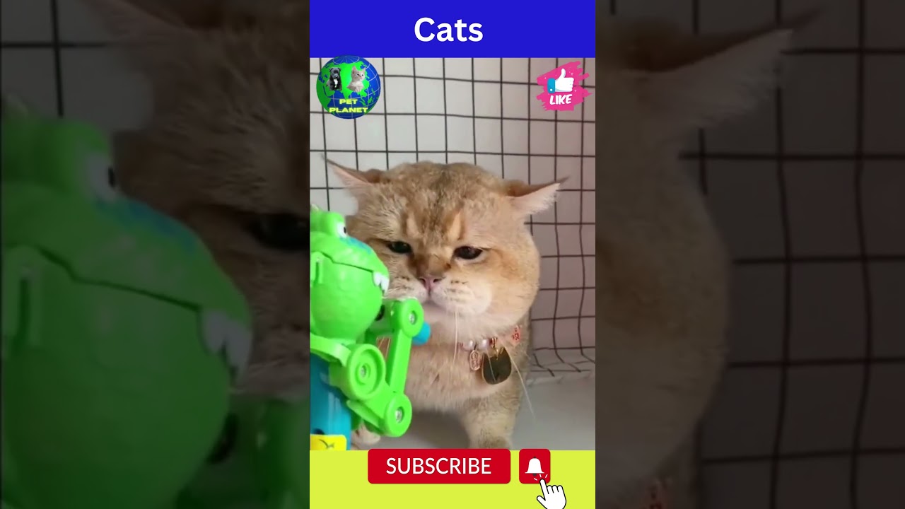 Awesome Cute And Funny Pet Animals Videos😻 Cats #shorts Awesome Cute And Funny Pet Animals Videos😻 Cats #shorts