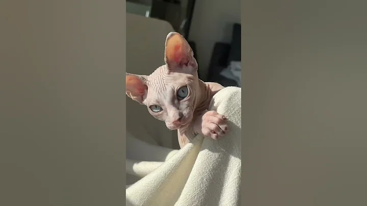 Video 11592161: sphynx kitten, cat kitten