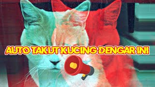 suara kucing berantem