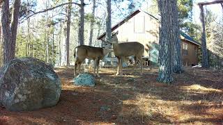 Wolves chasing deer, bear, raccoon, fox, coyote and red squirrel.  Lazy Bear 2024