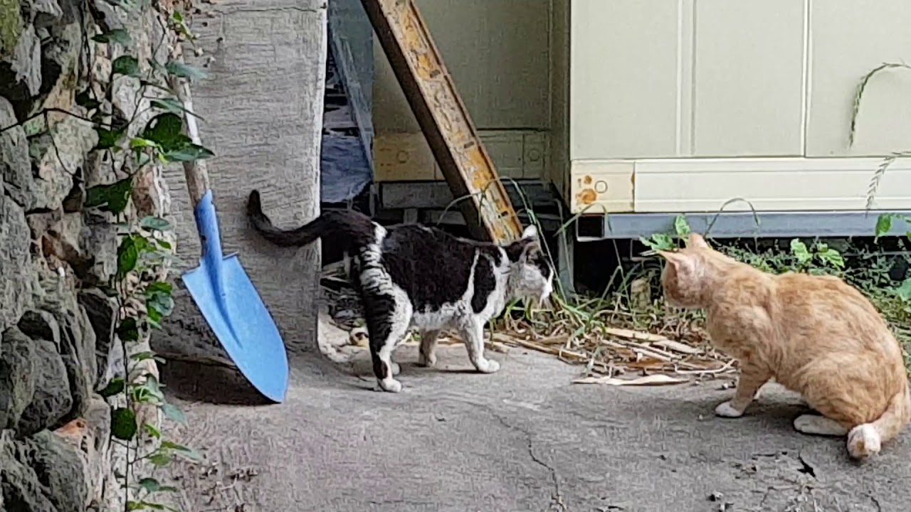 고양이 교배 cat breeding YouTube