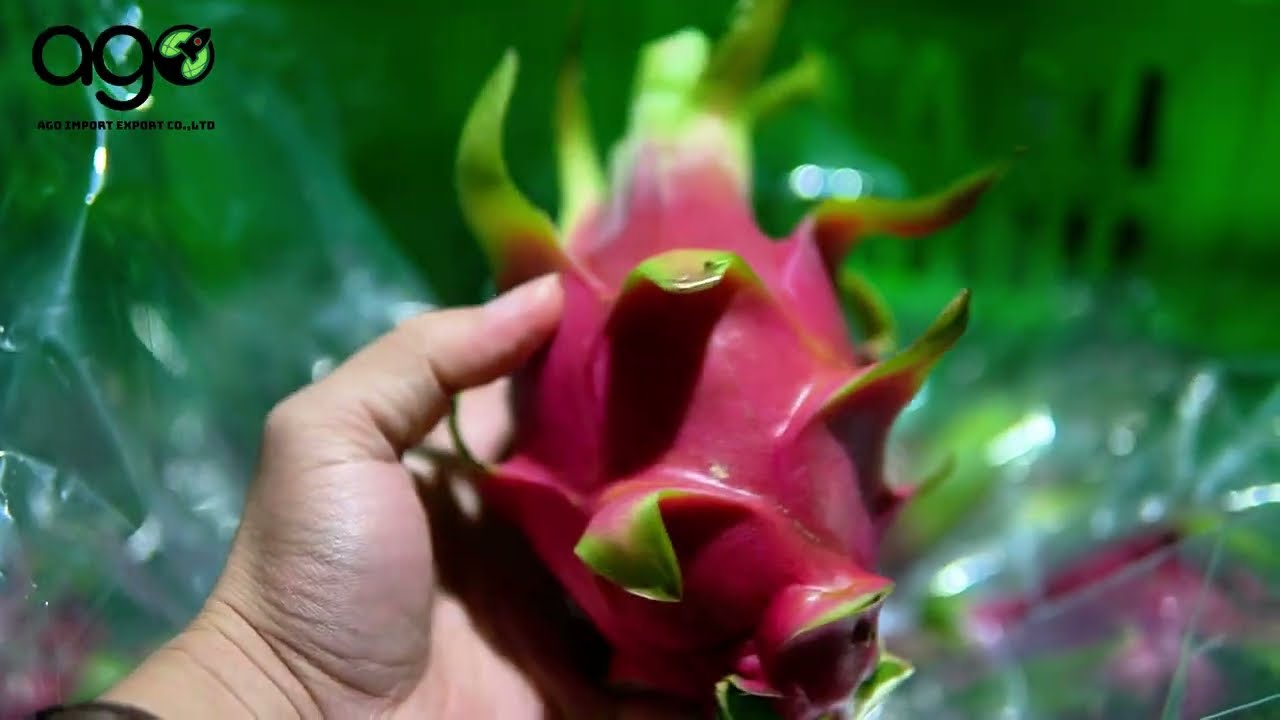 dragon fruit storage in cold storage - before export