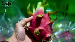 dragon fruit storage in cold storage - before export