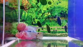 Louhan SRD Import Thailand