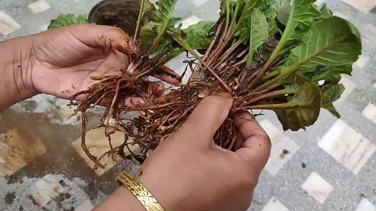 Re-potting Gerbera || How to Re-pot Gerbera Plant || Care of Gerbera