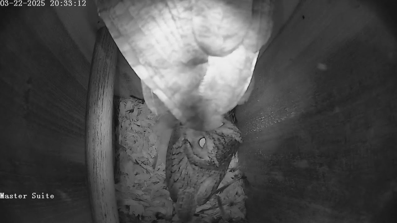 Extended breakfast video