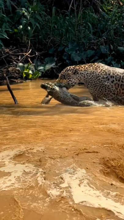macan tutul dapat buruan buaya di samping pusaran air dalam hutan rimba amazon #shorts
