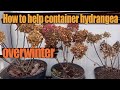 How to Prepare Container Hydrangeas for Winter - Overwintering Potted Hydrangeas