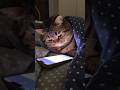 Cat, You Fell Asleep Again?! 😹🐱😴💤 #cat #catvideos #funny #youtubeshorts #shorts #comedy