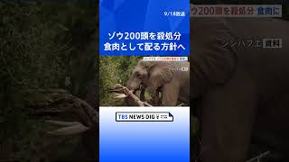 「人口のほぼ半数に飢餓のリスクが差し迫っている」“過去40年間で最悪”の干ばつが起きているジンバブエ　ゾウ200頭を殺処分し食肉として住民に配る方針｜TBS NEWS DIG #shorts