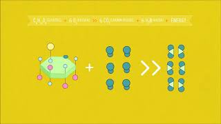 Cellular Respiration Equation Vid