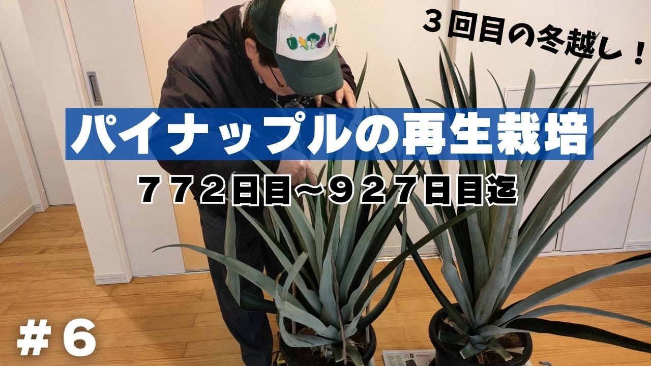 パイナップルの再生栽培＃６【７７２日目～９２７日目迄】３回目の冬越し！2024年9月22日　10月27日　11月24日　12月30日　2025年1月26日　2月24日