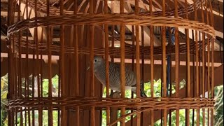 SUARA PERKUTUT GENDOWO SABDO || NGGANDEM GEDHE GARING || Part 9​⁠@perkututjoglokakung