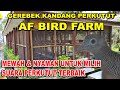 MEWAH BANGET & NYAMAN MILIH PERKUTUT IDAMAN - AF BIRD FARM