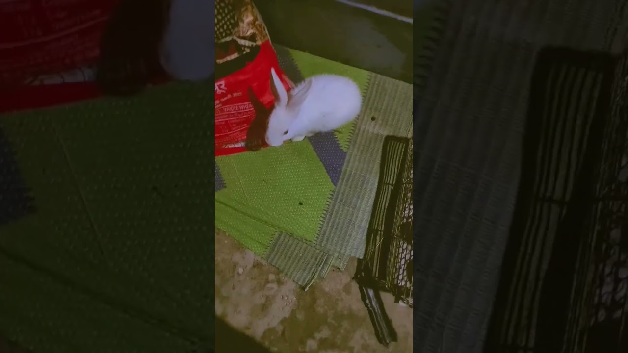 Rabbit journey video 📷 