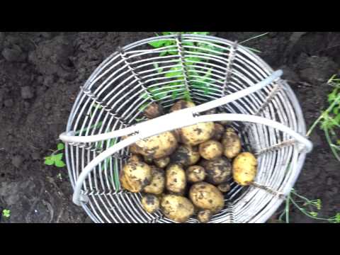Video: Jauni Kartupeļi Ar Krējumu Un Dillēm