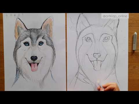 Как нарисовать собаку хаски / Drawing husky