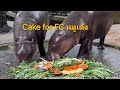 Cake for FC หมูเด้ง08/06/26