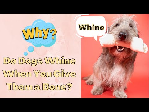 Photo inspiration: Visual Reference: When You Give A Dog A Bone Why Do They