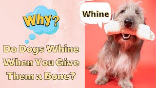 Why Do Dogs Whine When You Give Them a Bone?