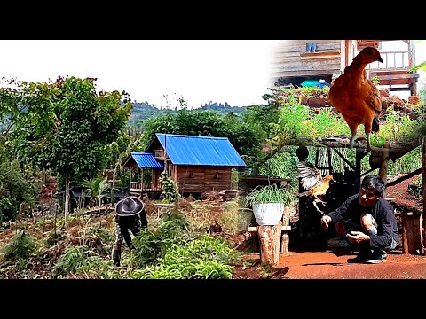 Anak ayam pintar datang sendiri tinggal di kebun, menyambung durian ep 302