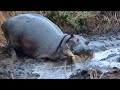 Angry Hippopotamus attacks Wild Dogs very hard, Wild Animals Attack