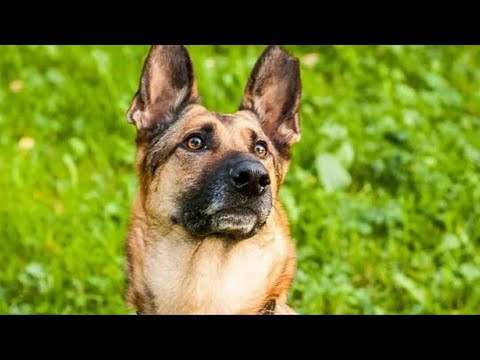 Βίντεο: Αν ένας σκύλος φοράει κολάρο όλη την ημέρα;