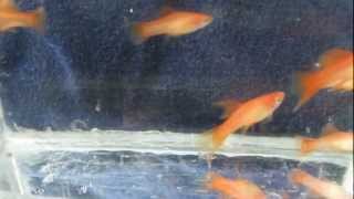 DSCF6242.AVI - Меченосцы , 2,5 мес.