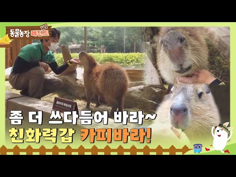 [TV 동물농장 레전드] 좀 더 쓰다듬어바라~ 친화력갑 카피바라! 풀버전 다시 보기 I TV동물농장 (Animal Farm) | SBS Story