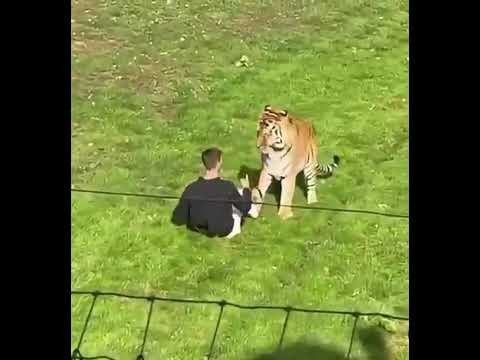 Video Homem entra no recinto do Tigre
