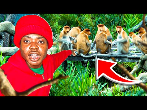 Onevilage MEETS a MONKEY…😂