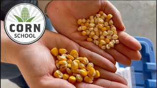 Corn School: Is there a link between seed size and yield potential?